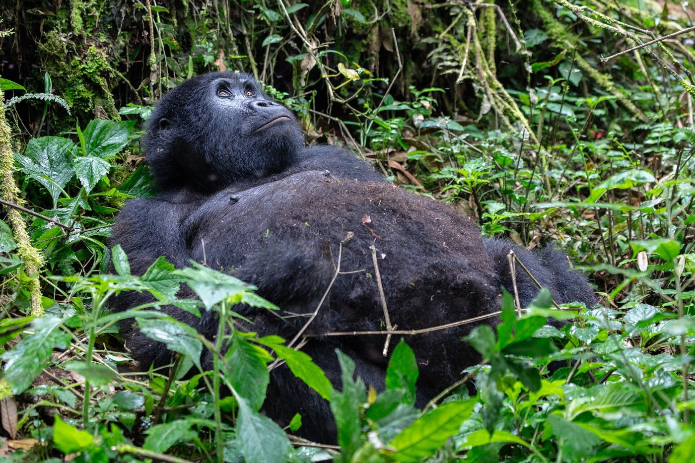 Uganda Safaris